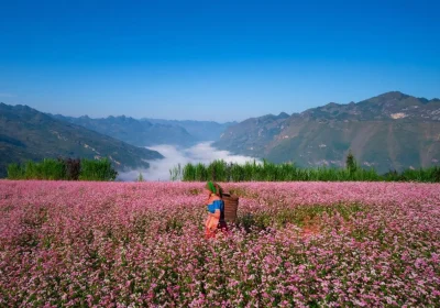 Top 15 Must-Visit Ha Giang Tourist Attractions: “Beautiful Beyond Words”