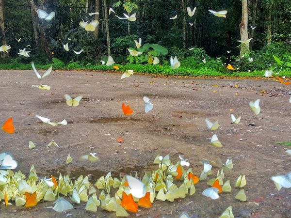 Ha Noi – Cuc Phuong – Van Long – Phat Diem – Tam Coc – Hoa Lu 3D/2N