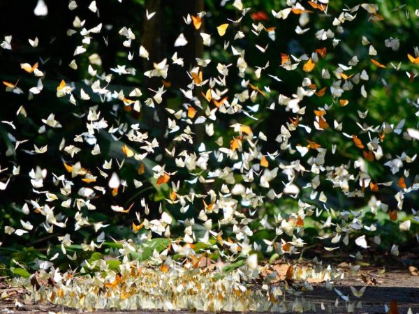 HANOI – CUC PHUONG NATIONAL PARK 1 Day ( Private tour)