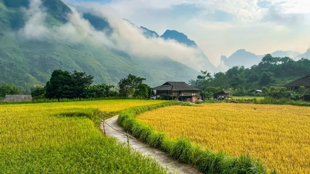 Stilt house beside golden rice paddies in Du Gia village, Yen Minh, Ha Giang, Vietnam.